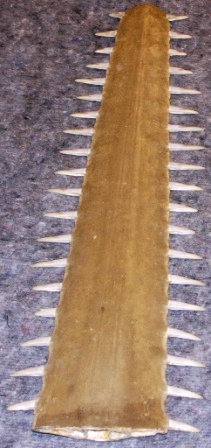 Early 20th century sawfish trophy