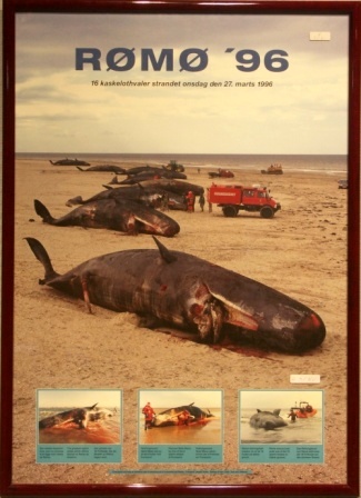 Depicting the tragic stranding of 16 sperm whales on the Danish island of Rømø in 1996 