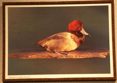 Depicting a male pochard/Aythya ferina