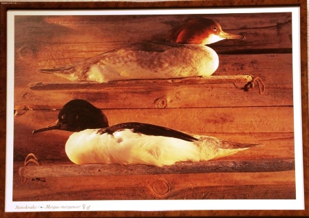 Depicting a female and male goosander/Mergus merganser 